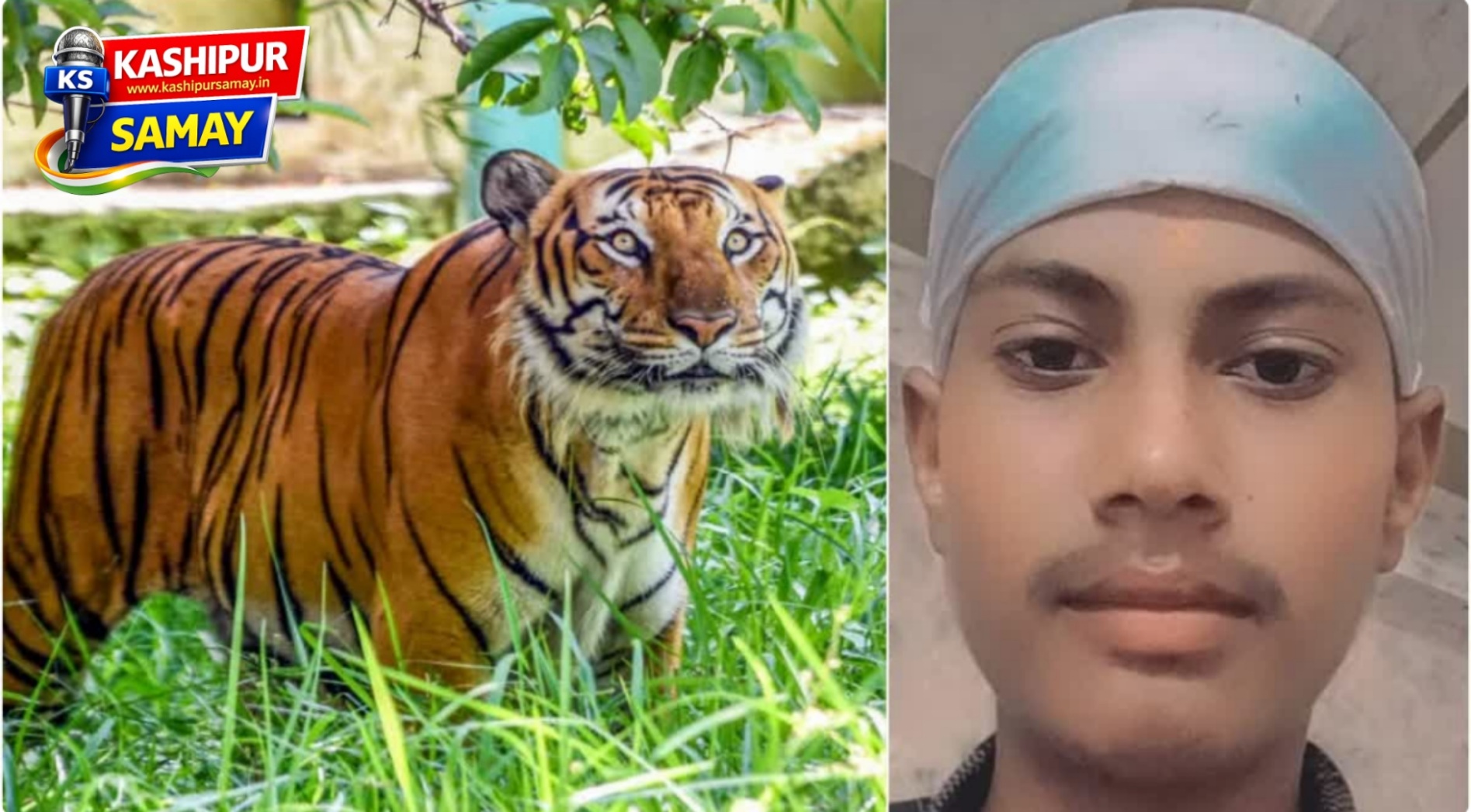 जसपुर/काशीपुर – 🐅 उधम सिंह नगर में बाघ का आतंक: 15 वर्षीय किशोर बना शिकार